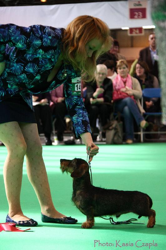 Crufts2011_2 934.jpg